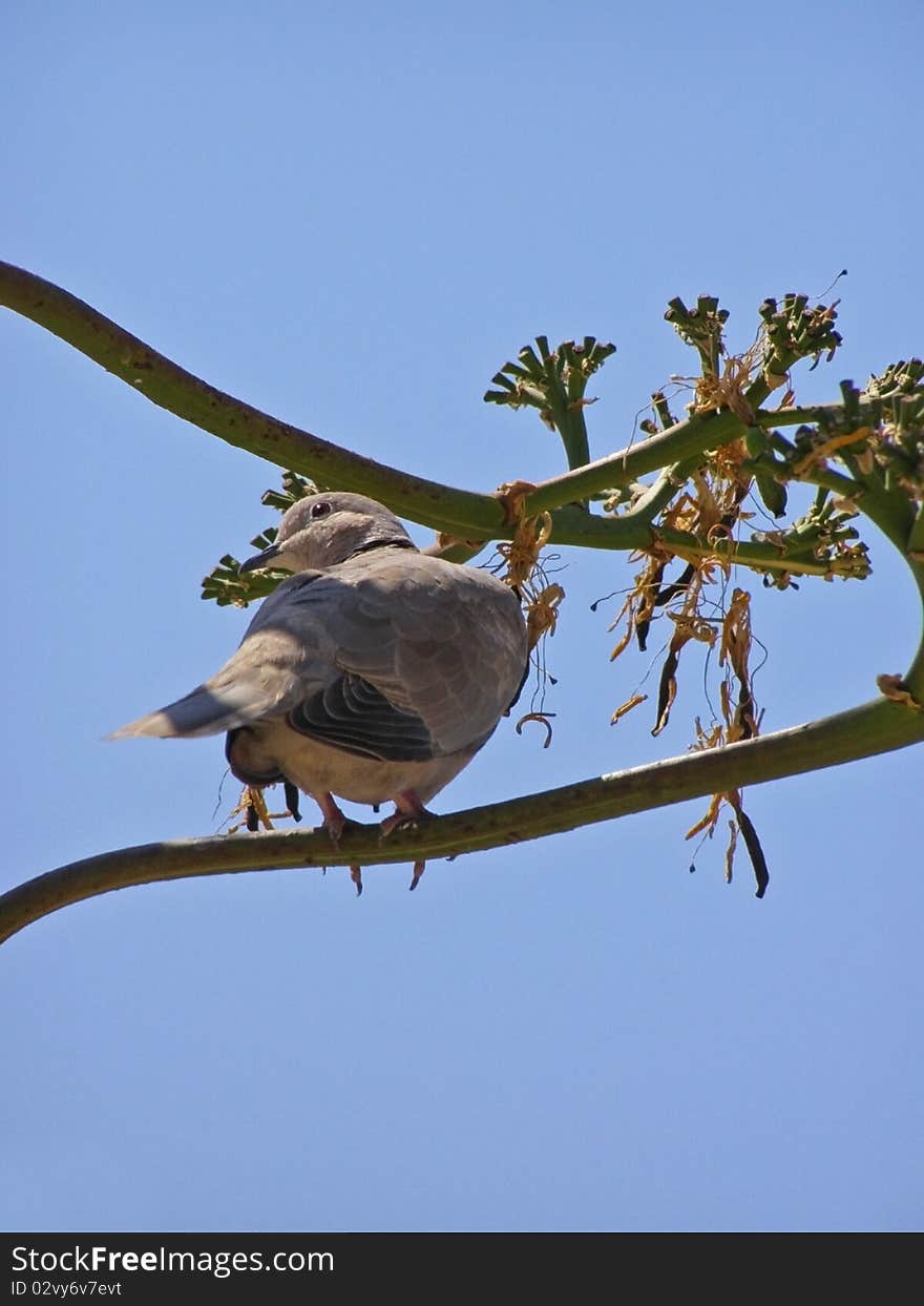 Dove On  Agave Plant In Bloom