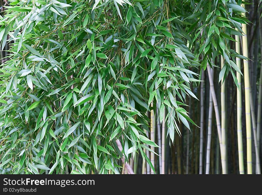 Phyllostachys, bamboo.