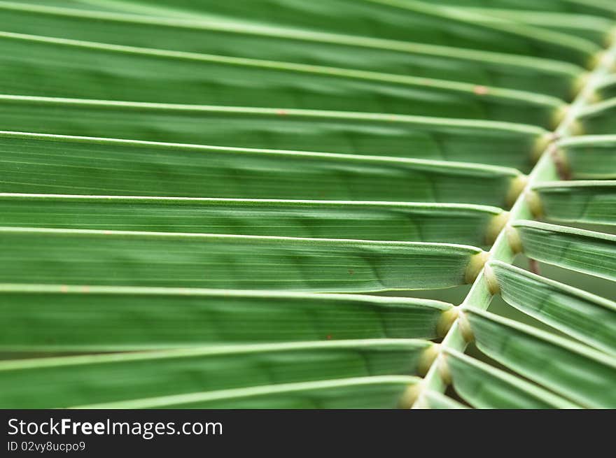 Abstraction: green sheet of a date palm tree. Abstraction: green sheet of a date palm tree.