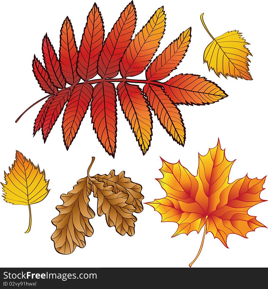 A set of autumn leaves