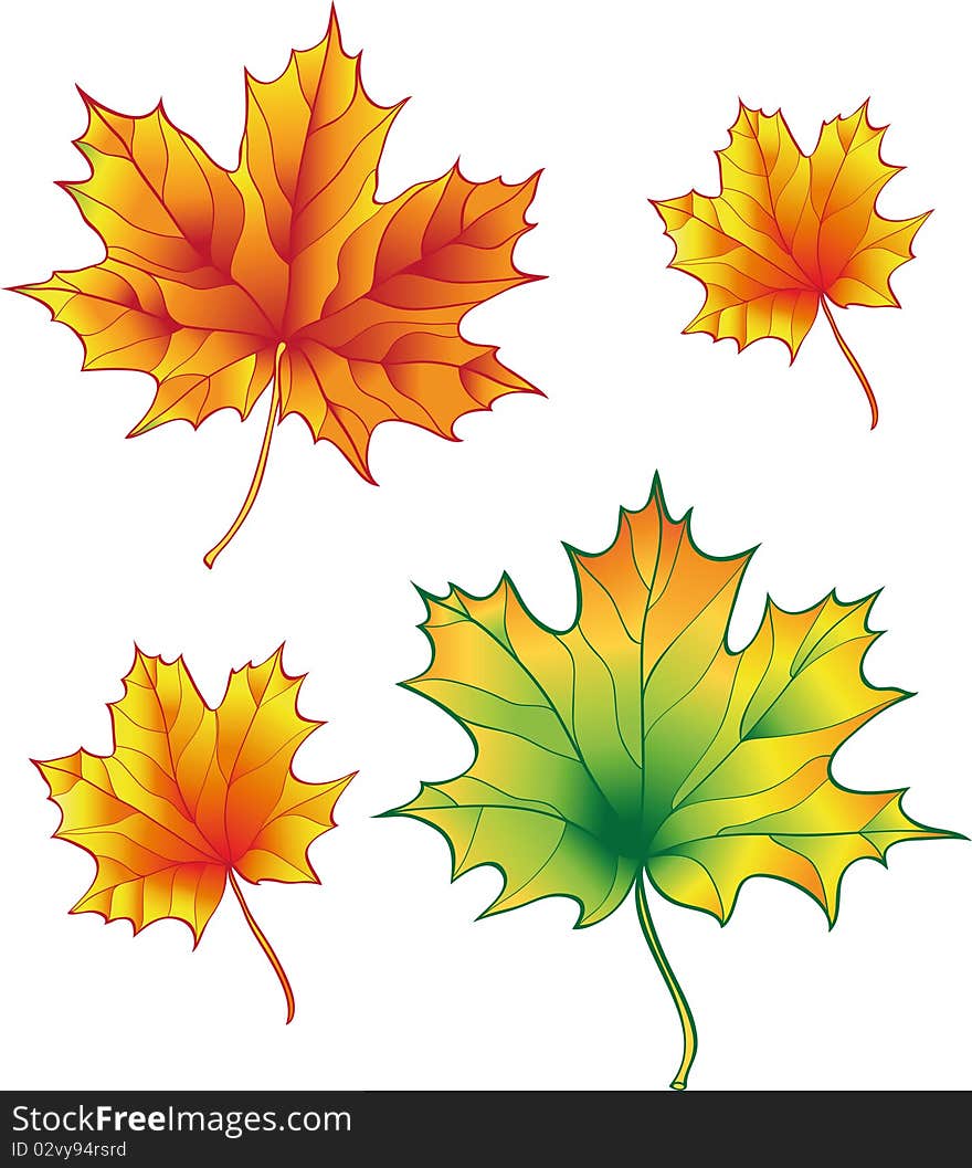 A Set Of Maple Leaves