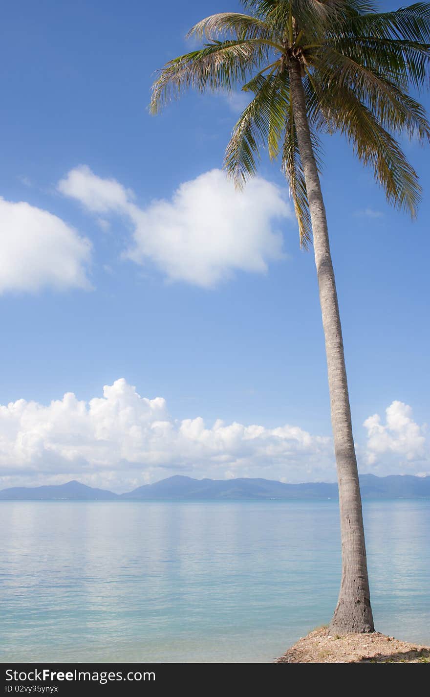 Palm on the beach