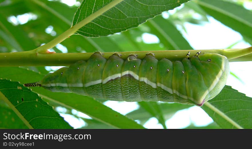 Side view of puss moth caterpillar on willow. Note visible tail. Side view of puss moth caterpillar on willow. Note visible tail.