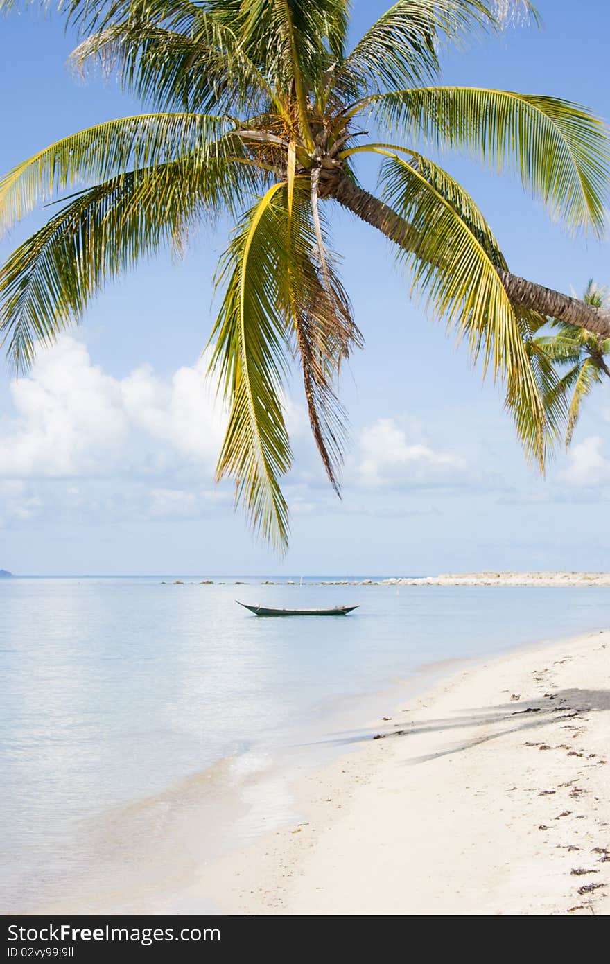 Palm on the beach