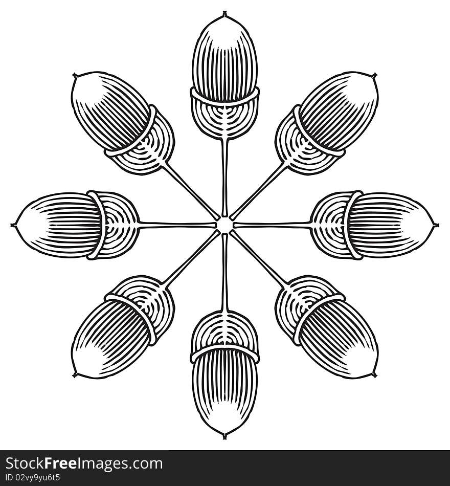 Black and white drawing of oak acorn in rosette shape