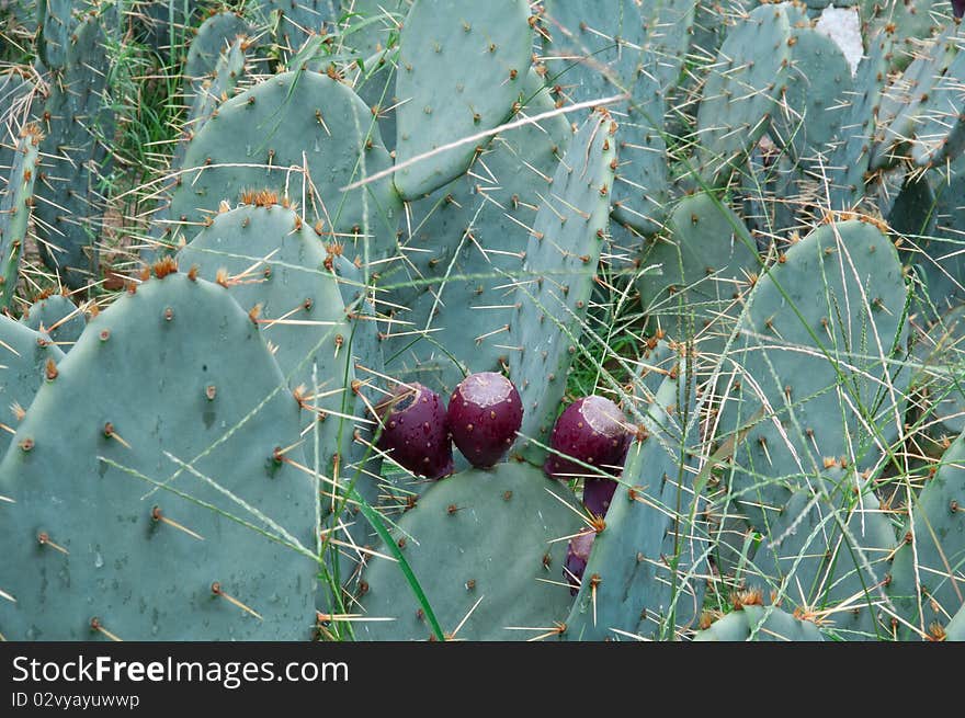 Cactus. Opuntia Megacantha