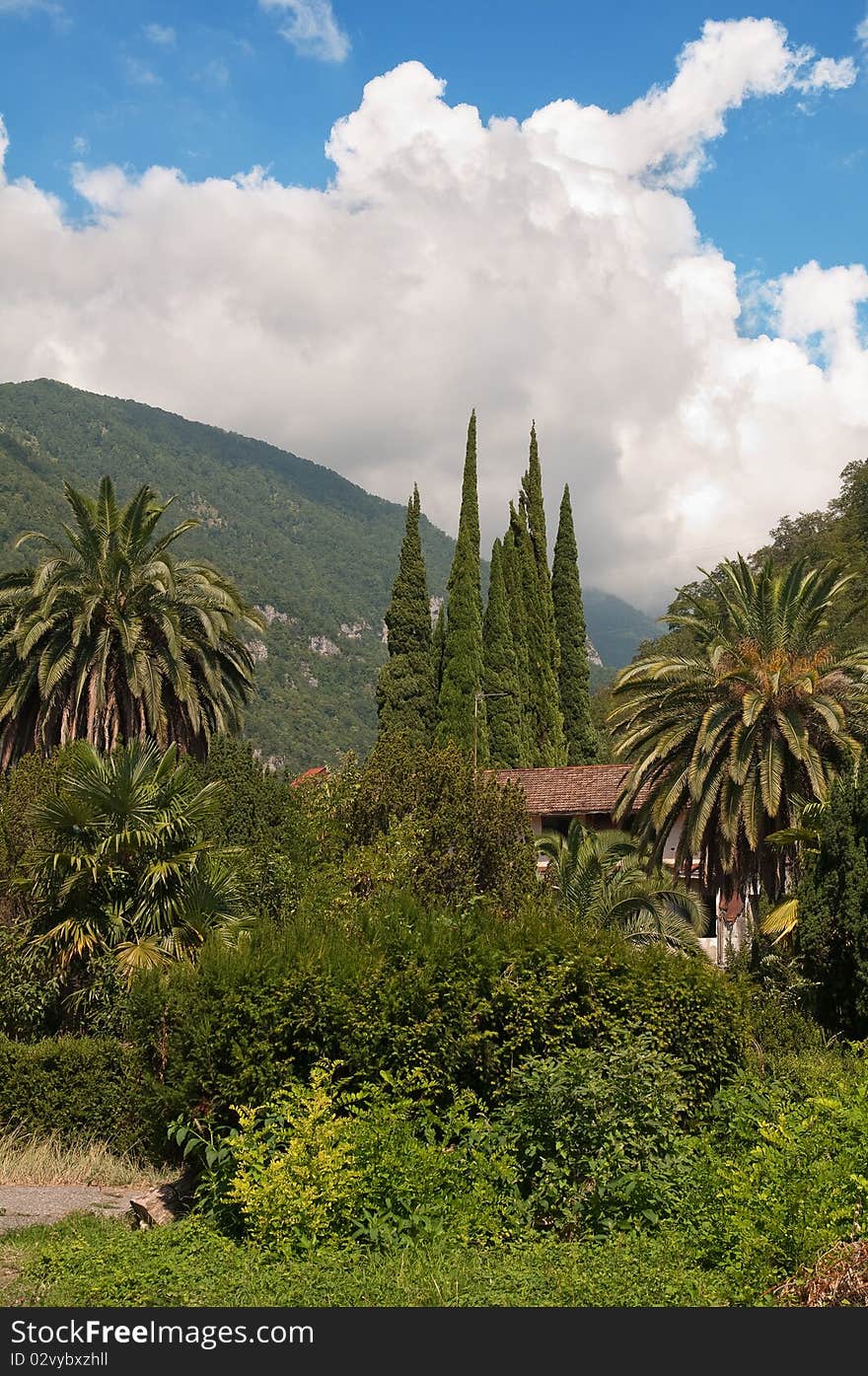 Palm trees and harmonous cypresses against mountain and the beautiful sky. Palm trees and harmonous cypresses against mountain and the beautiful sky.