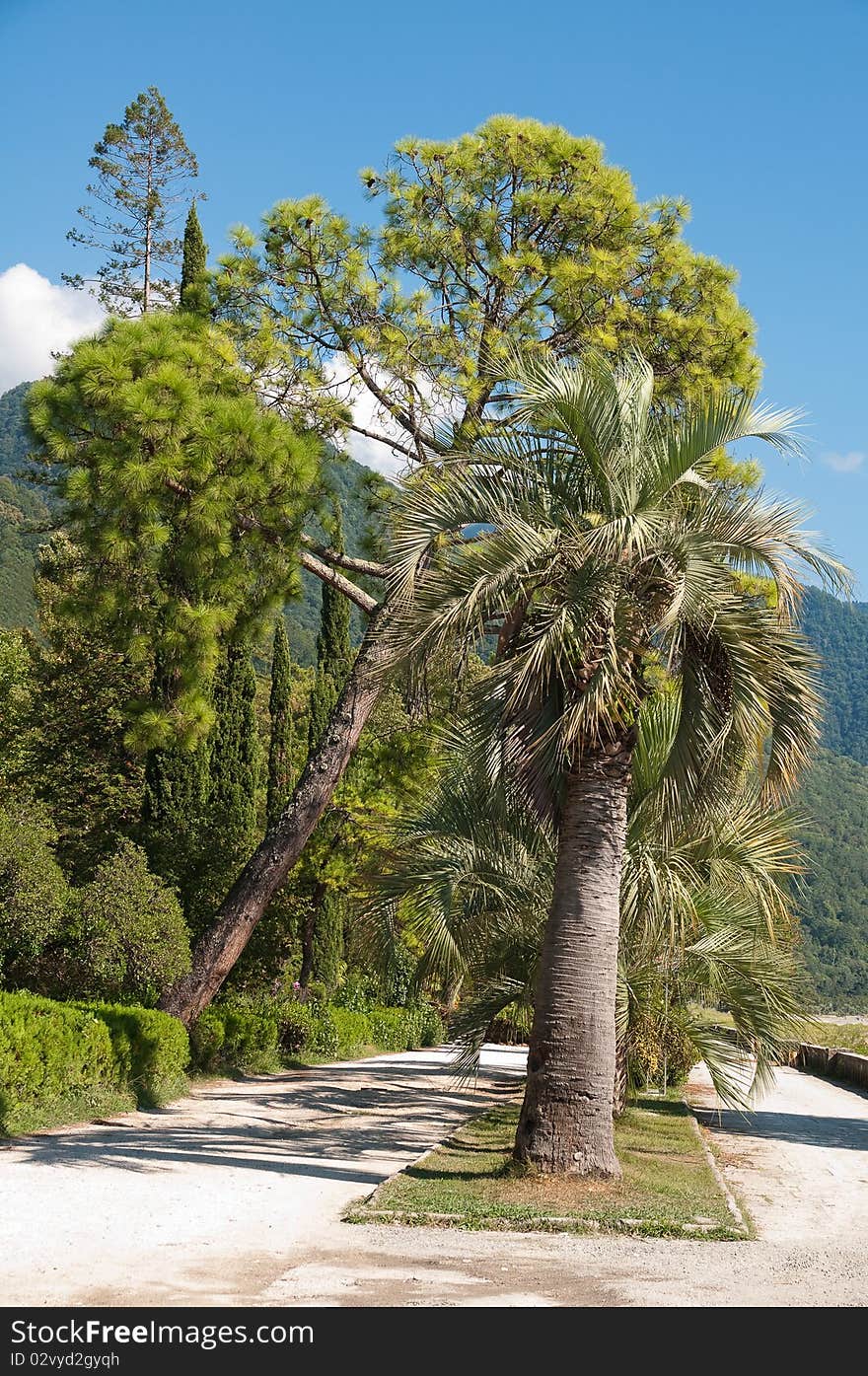 Palm tree for many people a symbol of tropics, subtropics - a happy place on the earth, a resort. Palm tree for many people a symbol of tropics, subtropics - a happy place on the earth, a resort.