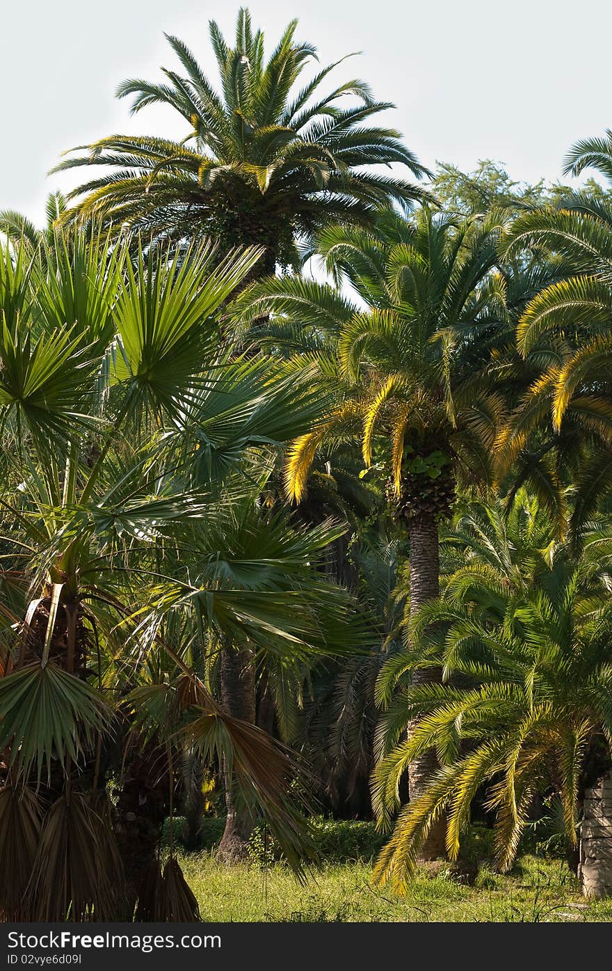 Palm Tree In Subtropics.