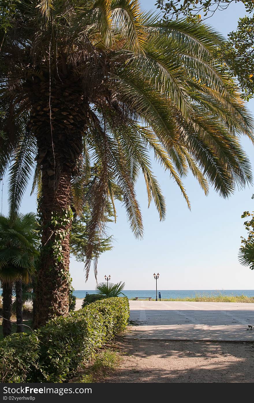 Palm tree in subtropics.