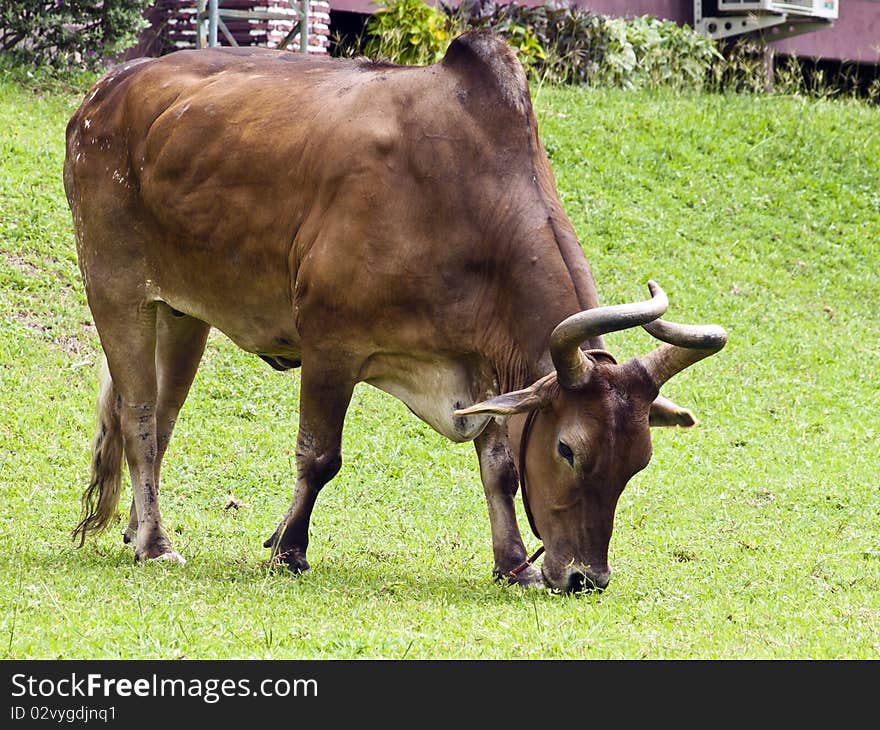 Thai brown cow on the lawn