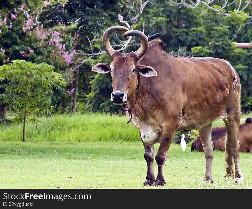 Breed Thai brown cow on the lawn
