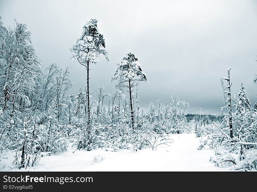 Winter wood in blue tonality