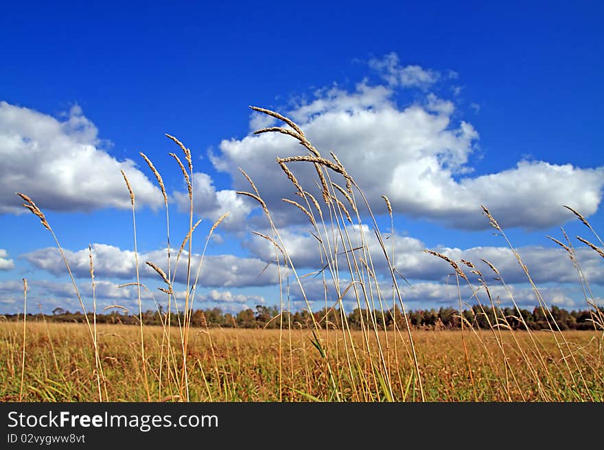 Dry herb on autumn field