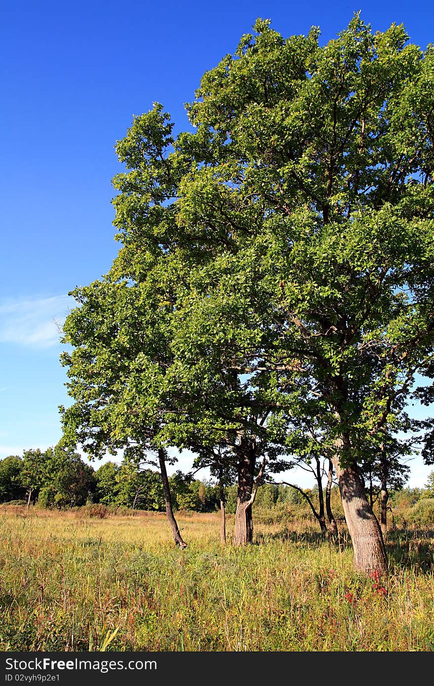 Green oak on autumn field