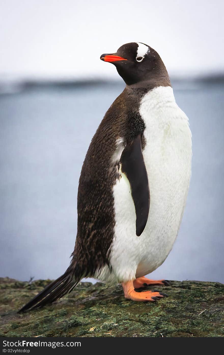 Penguin standing on the rock. Penguin standing on the rock