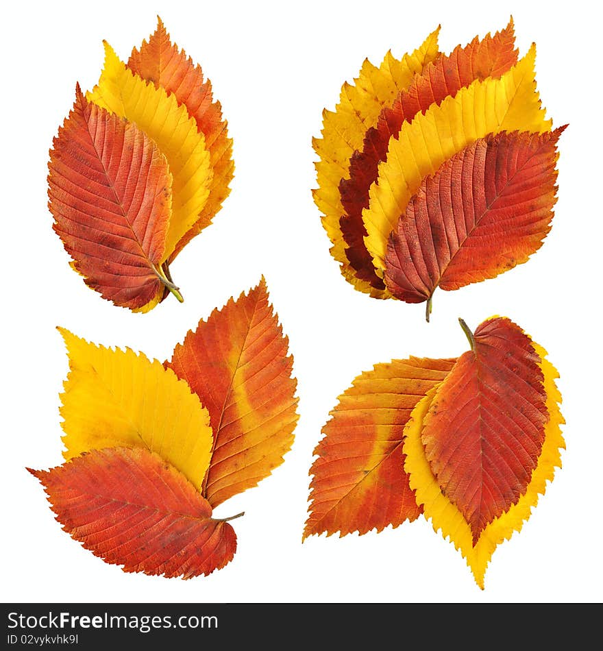 Leaves set isolated on white background. Leaves set isolated on white background