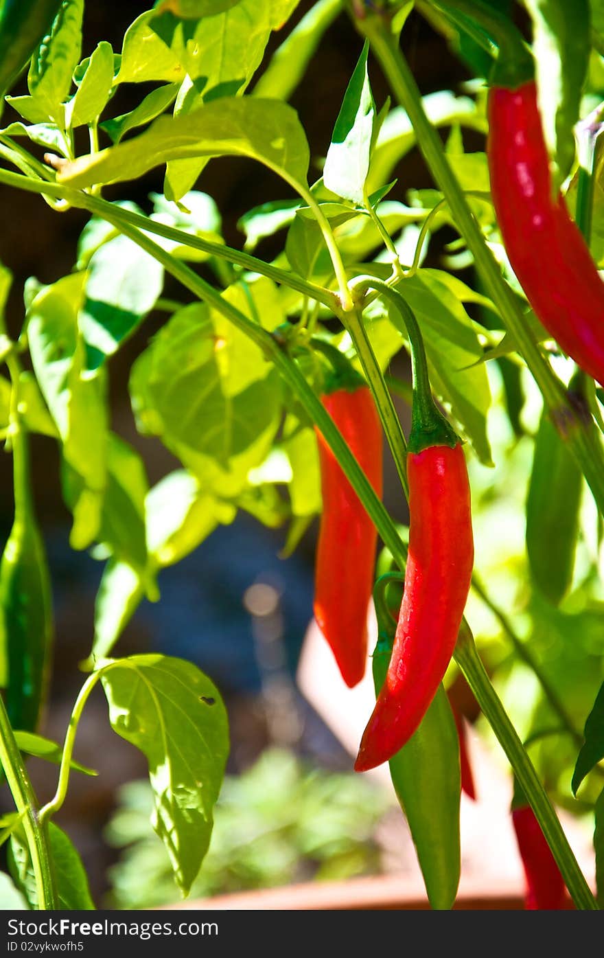 Chilli