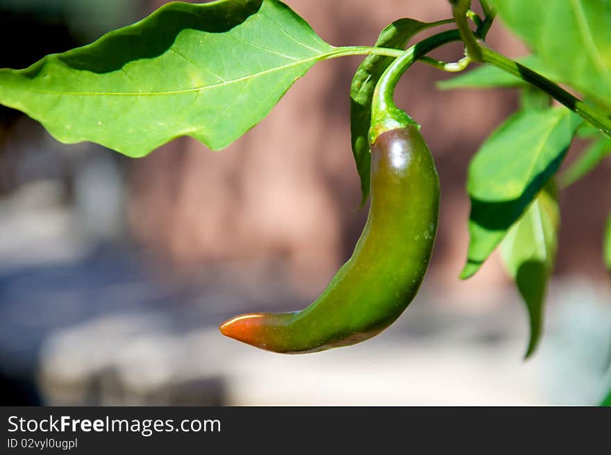 A plant of chilli in a sunny day