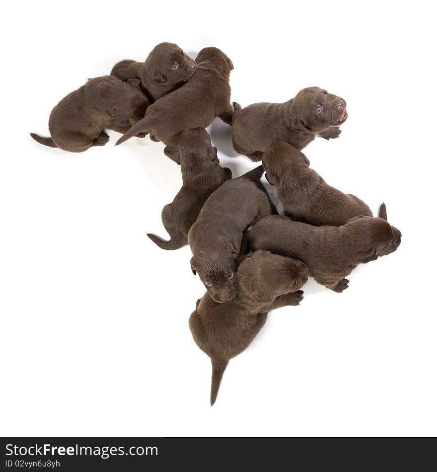 Newborn brown labrador puppies on white ground. Newborn brown labrador puppies on white ground