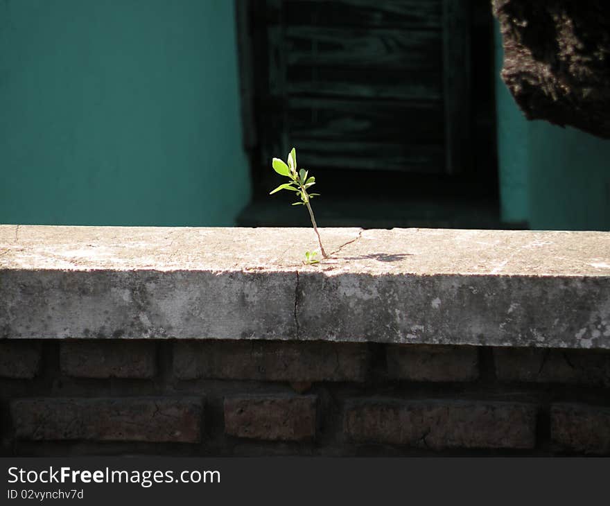 A small plant that grows in the cement in front of a house. A small plant that grows in the cement in front of a house.