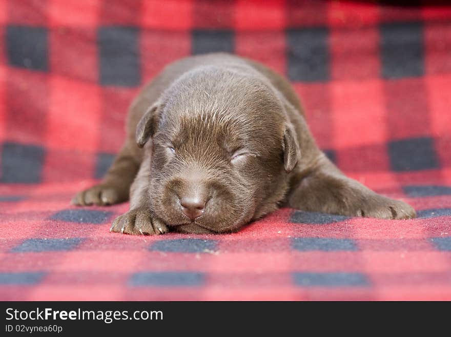 Newborn brown labrador puppy