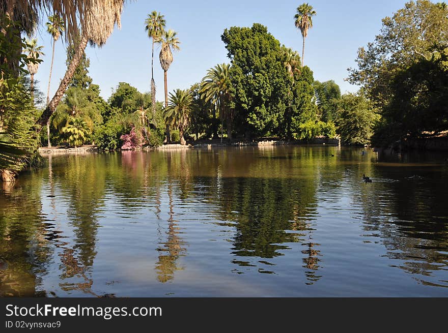 The trees which are vey tall present near a lake. The trees which are vey tall present near a lake