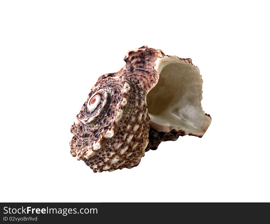 Exotic Shellfish (clipping Path)