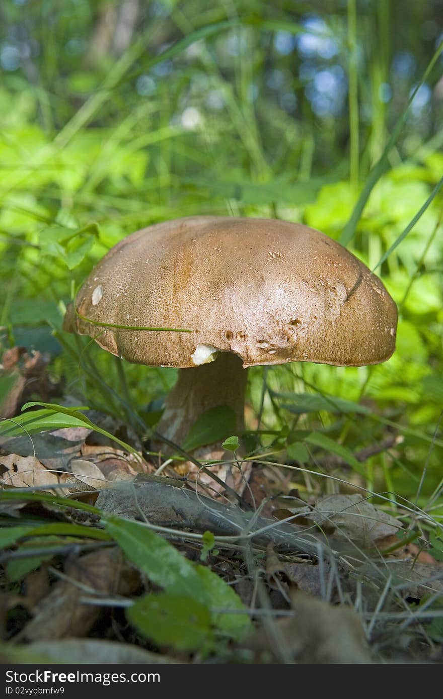 Cep mushroom in the forest