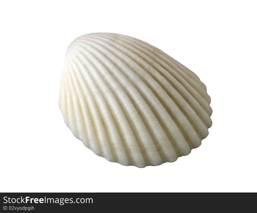 Exotic shellfish (clipping path)