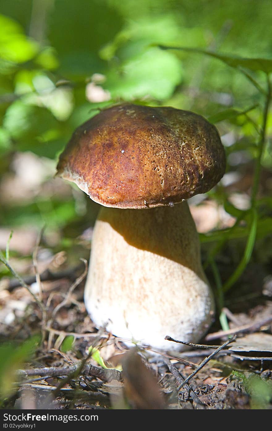 Cep mushroom in the forest