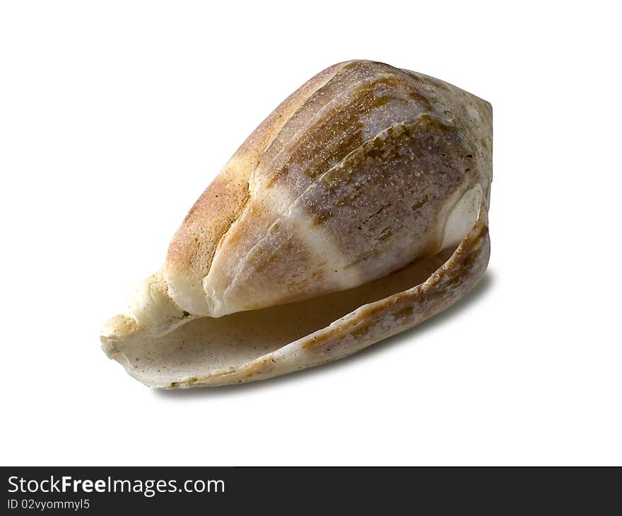 Exotic Shellfish (clipping Path)