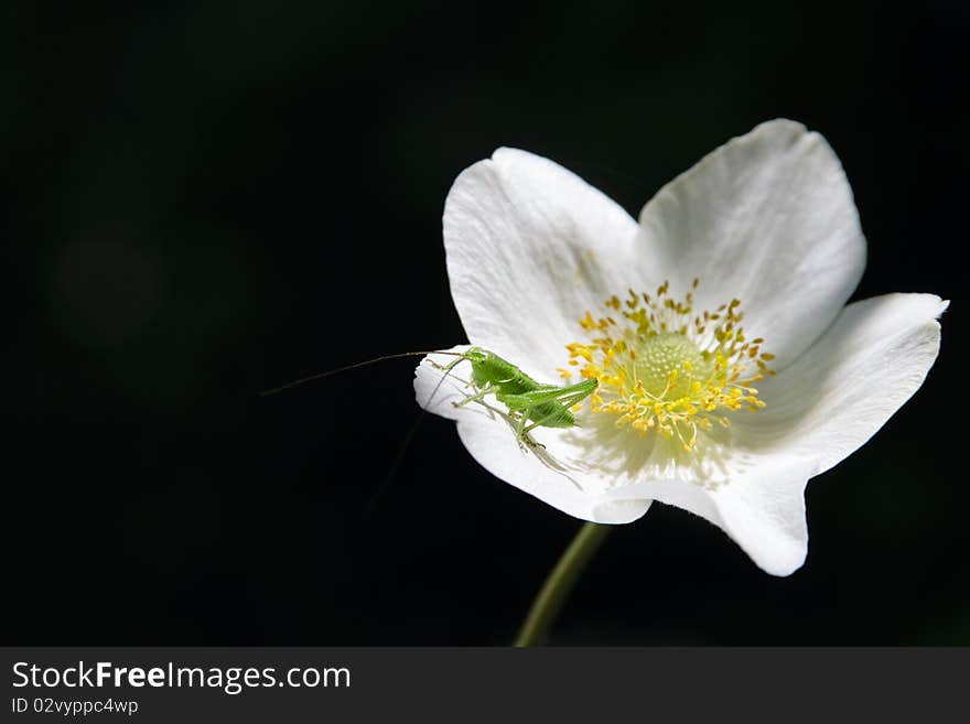 Small grasshopper on anemones flower