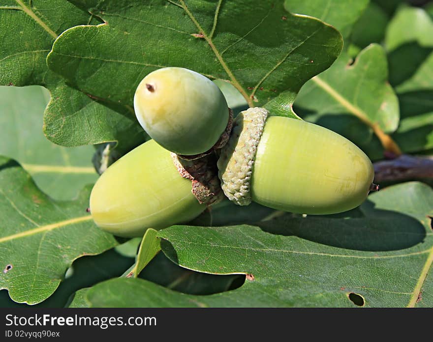 Green acorn amongst oak sheet