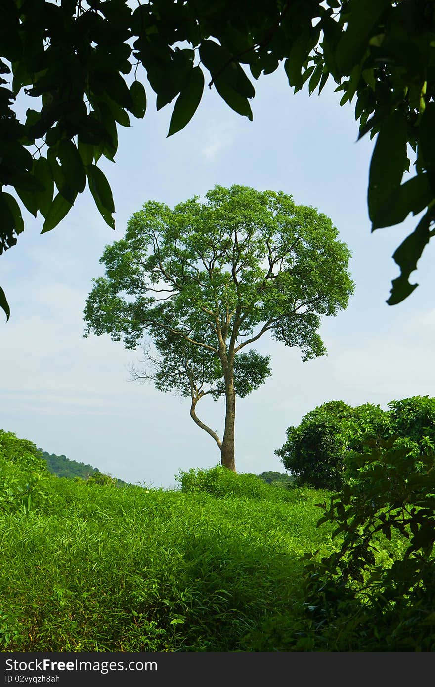 A lonely tree