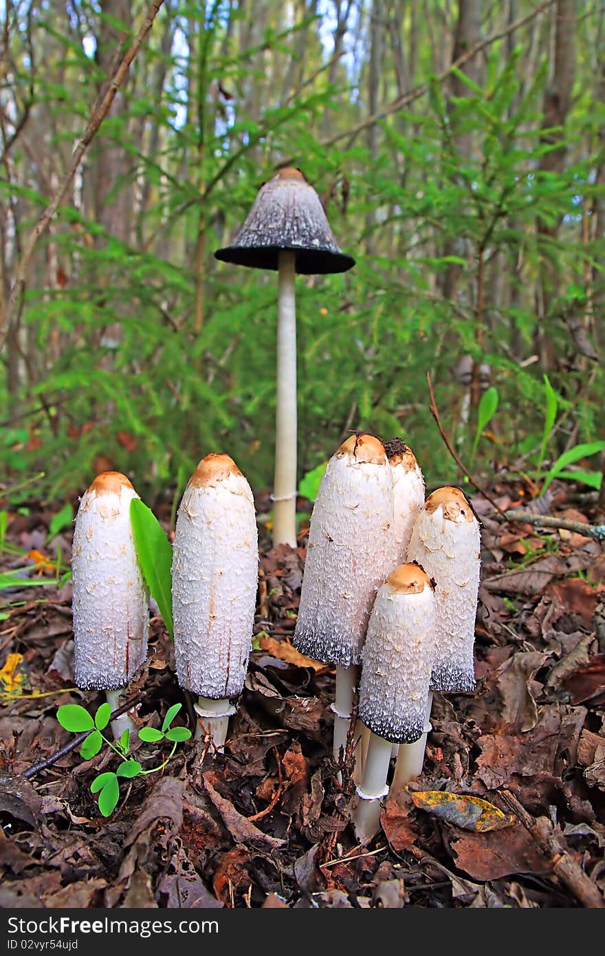 Group toadstool on wood background