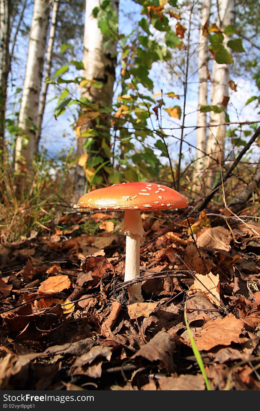 Fly agaric in autumn wood