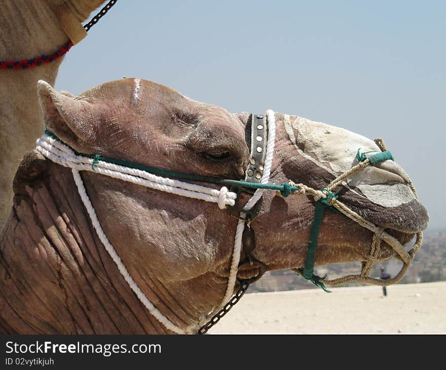 Camel Head