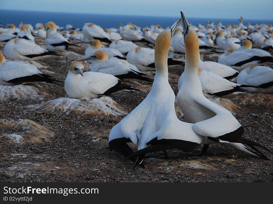 The gannet colony on Cape Kidnappers, Hawke Bay, New Zealand.