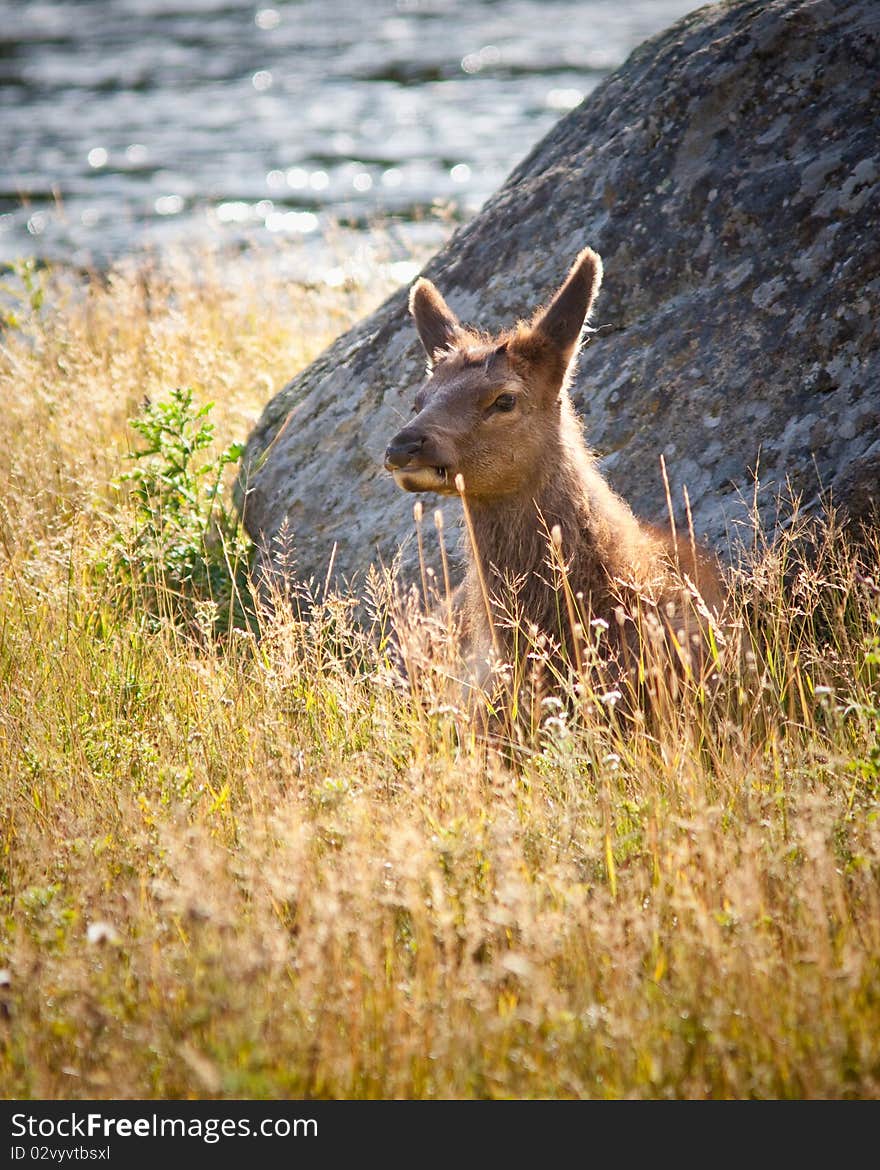 Calf elk in Yellowstone during fall