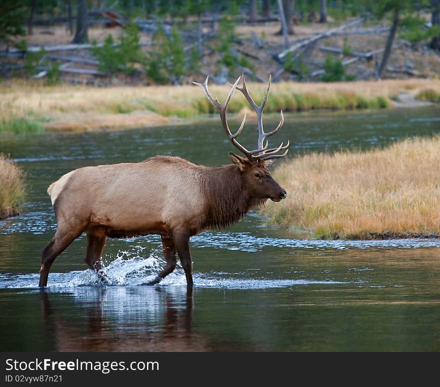 Bull Elk in Yellowstone during fall