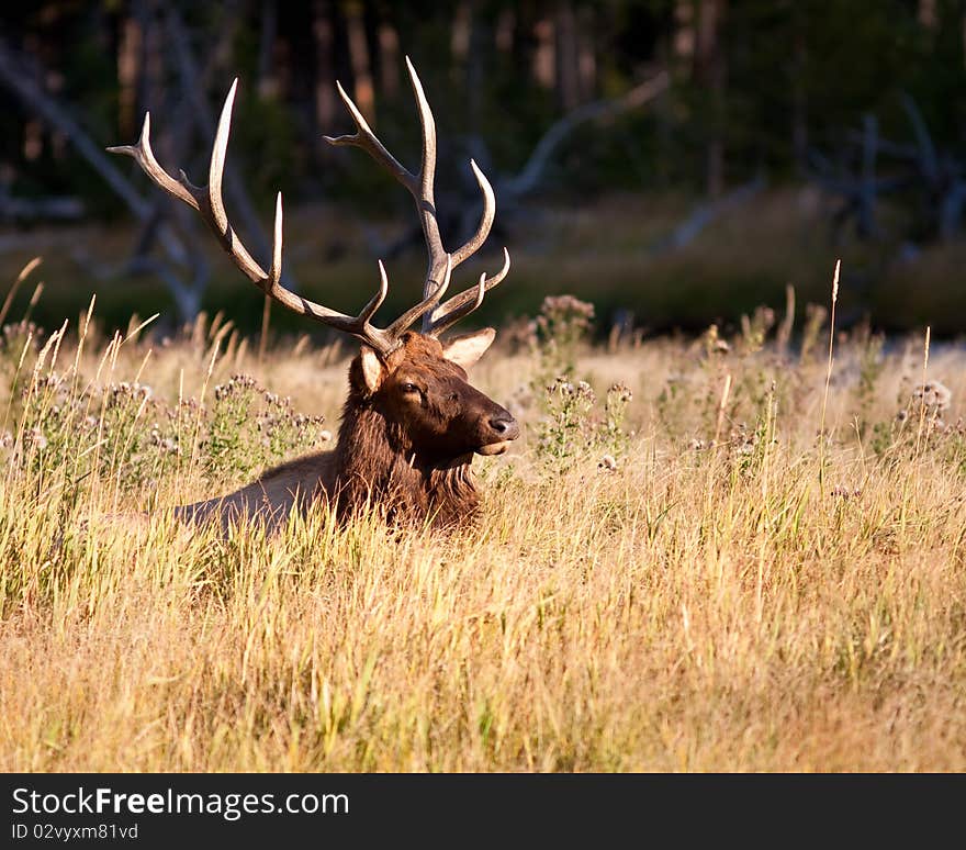 Bull Elk in Yellowstone during fall