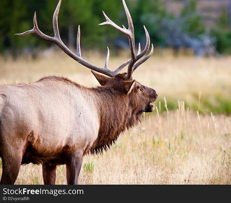 Bull Elk bulging in Yellowstone during fall