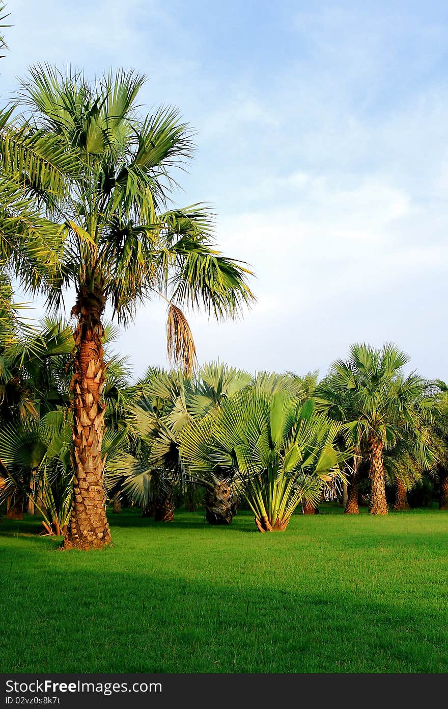 Tropical path meandering through a forest of green palm trees. Tropical path meandering through a forest of green palm trees