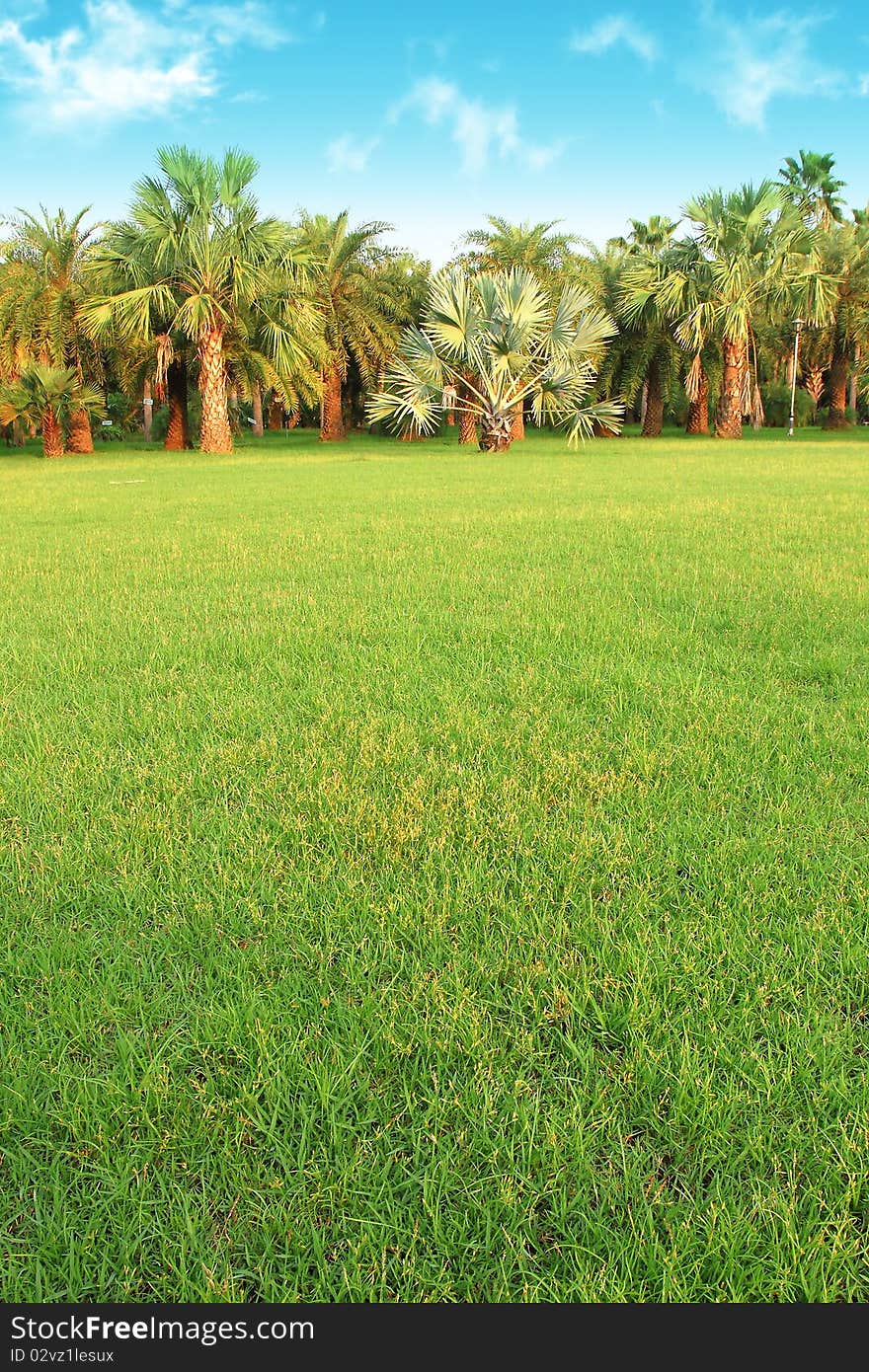 Tropical garden with palm and coconut trees. Tropical garden with palm and coconut trees