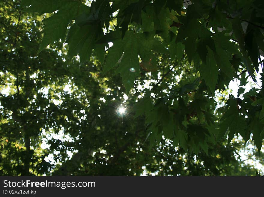 Sunlight peeking from the maple leaves. Sunlight peeking from the maple leaves