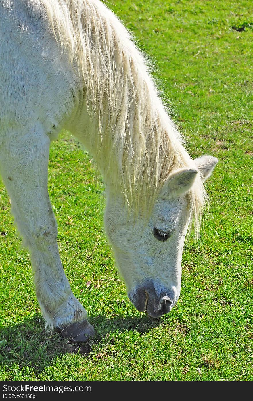 White pony eating grass in a meadow