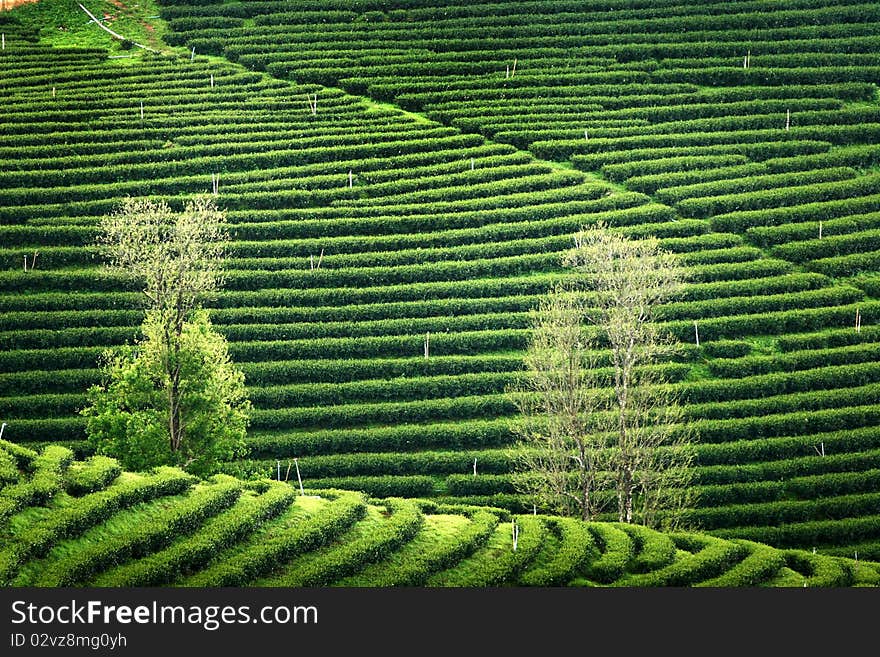 Pattern of tea plantation