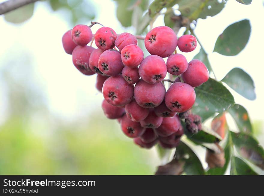 Small red fruits on tree