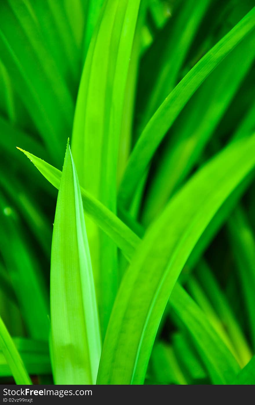 Green Pandanus Leaf